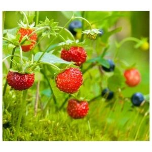 Week-end de Pentecôte