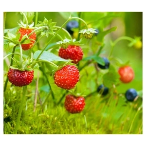 Week-end de Pentecôte