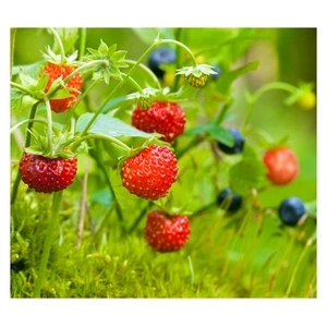 Week-end de Pentecôte