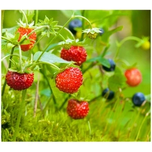 Week-end de Pentecôte