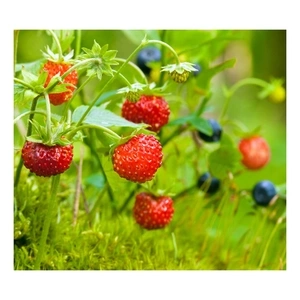 Week-end de Pentecôte