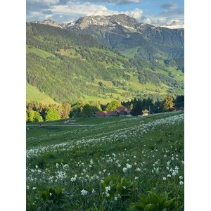 🌸 Douceur de printemps 🌸