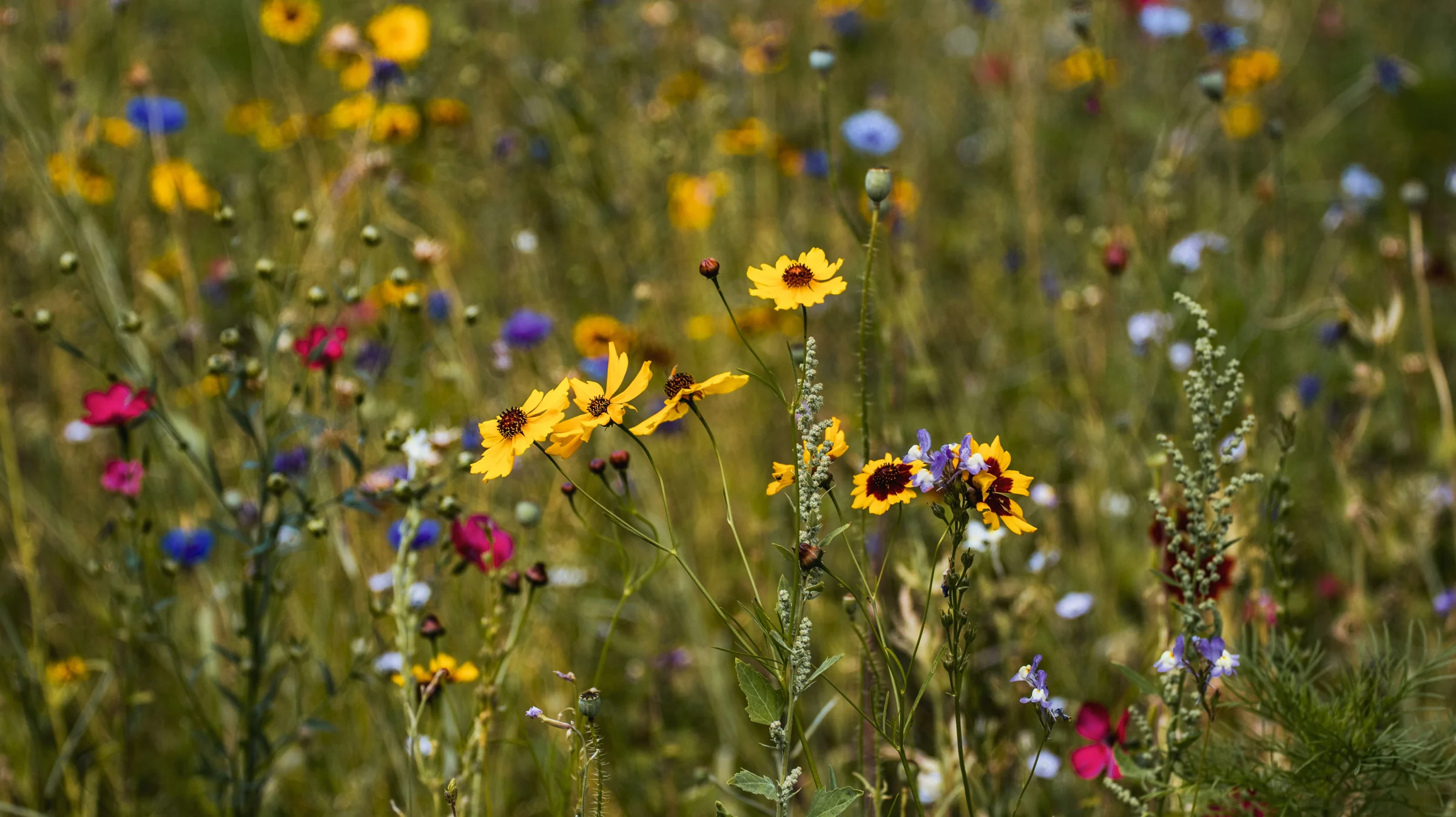 Prairie fleurie